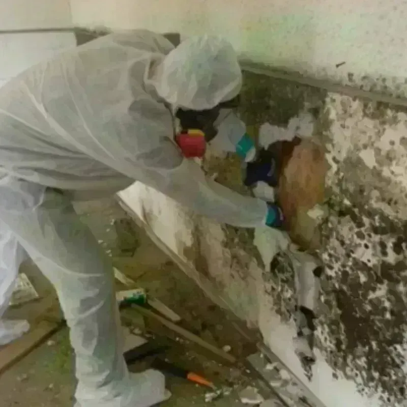 Mold Remediation and Removal in Fort Polk South, LA